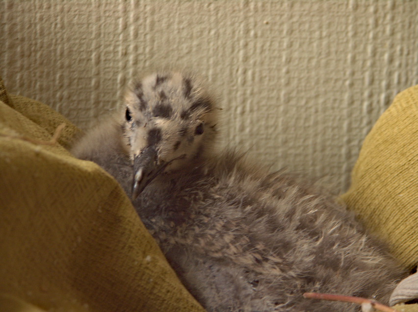 i look at the camera jpg